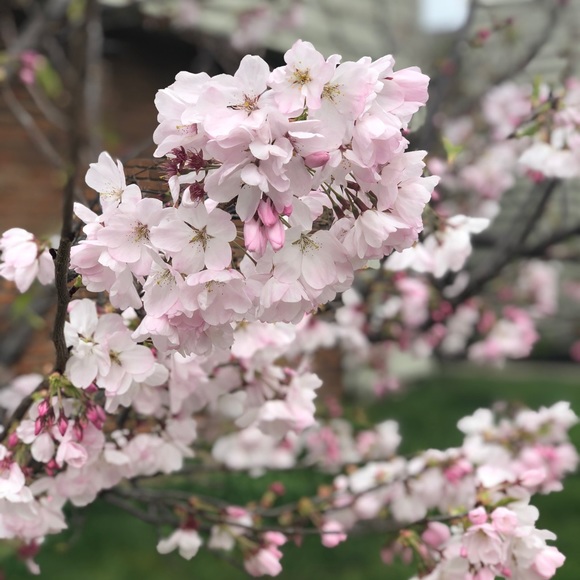 Meet your Posher, Queenie - Picture 1 of 1